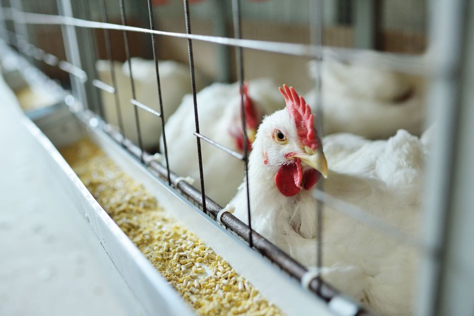 Primeira vacina contra gripe aviária está em estudos no Brasil