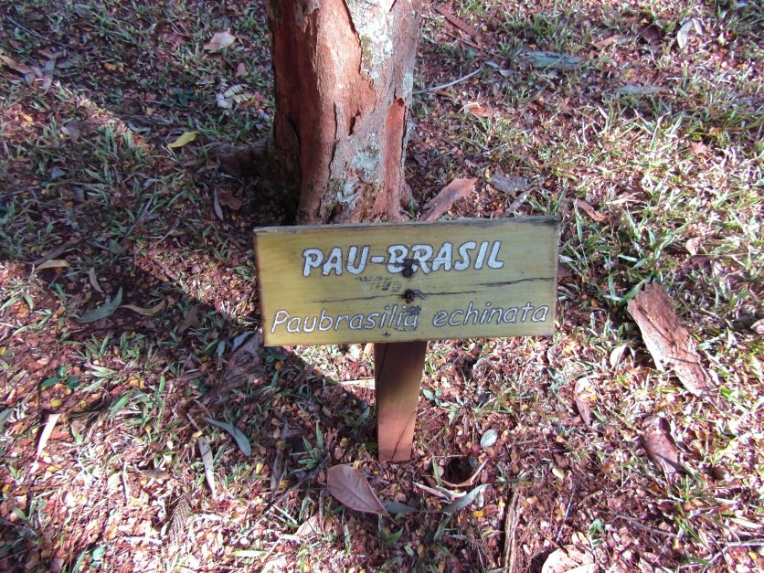 Conheça o Pau-Brasil, a árvore “vermelha” que é a cara do país