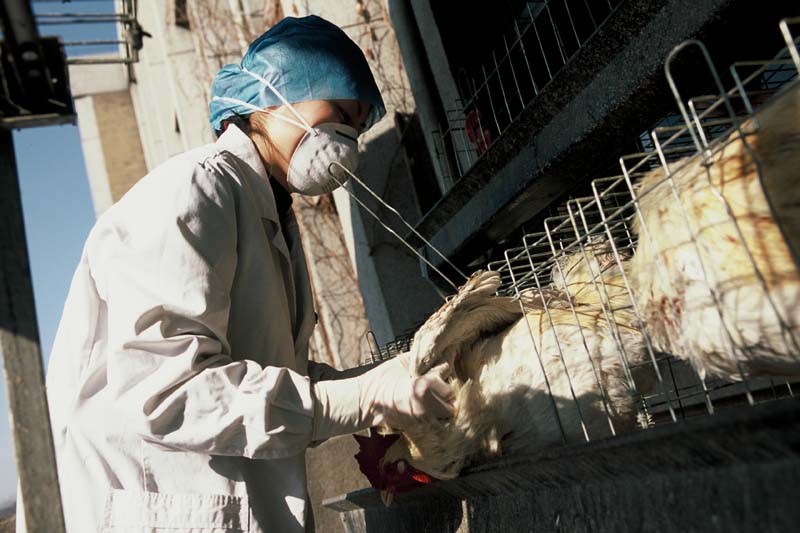 Gripe aviária: Ministro Fávaro alerta sobre riscos de consumir frango cru