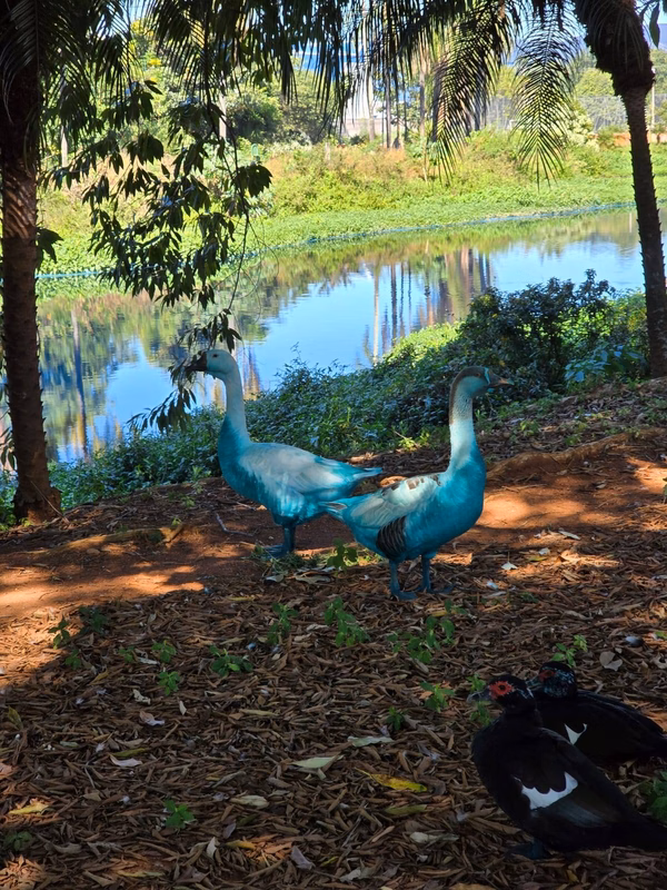 MPSP investiga acidente que matou peixes e pintou animais de azul