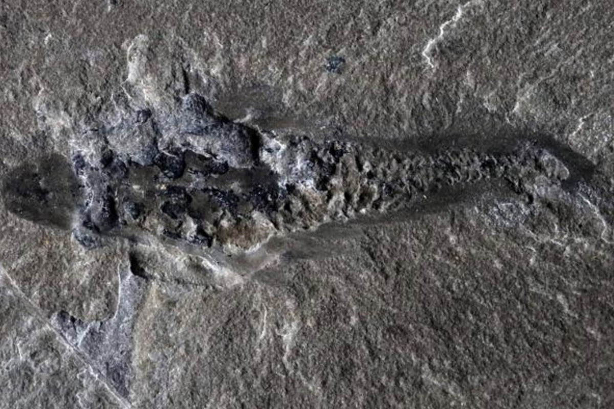 Pesquisadores encontram fóssil primitivo com três olhos no Canadá