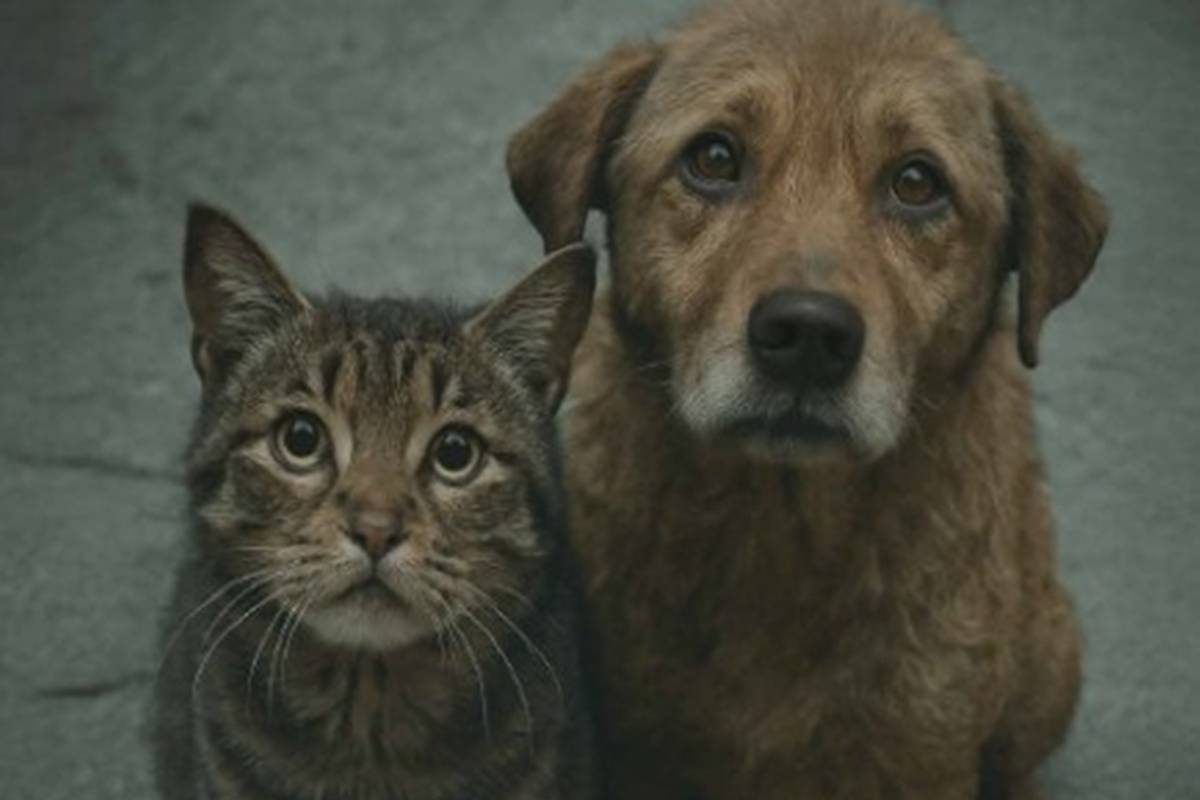 Ação recolhe agasalhos para animais da população de rua em São Paulo