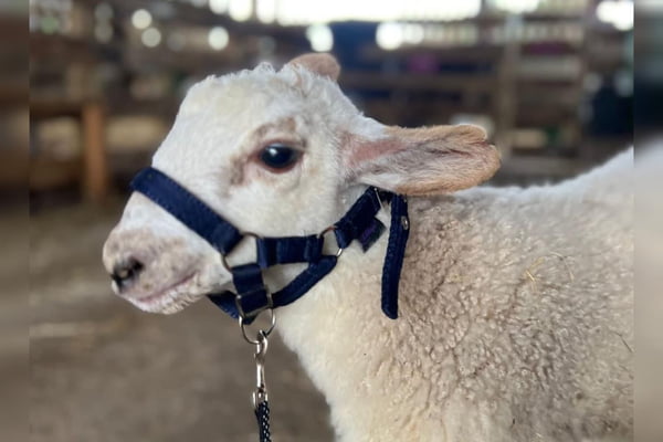 Fofura perigosa: 28 pessoas são internadas após acariciarem cordeiros