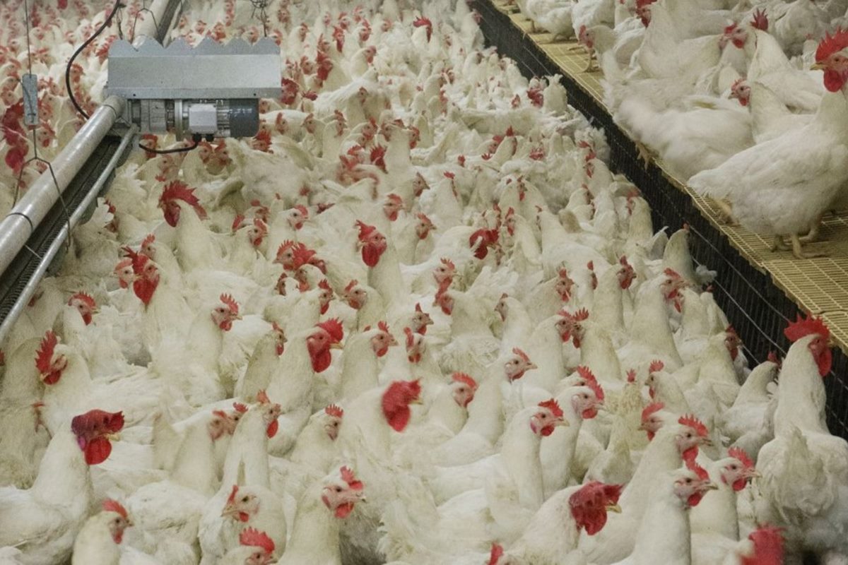 DF enfrenta ameaça da gripe aviária com déficit de 84% de servidores