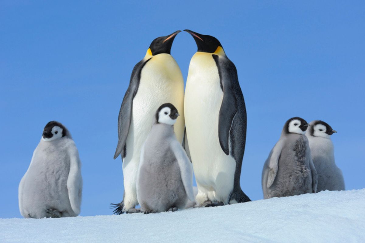 Pilhas de cocô de pinguim podem ajudar a resfriar a Antártida. Entenda