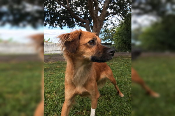 Cadê a Lola? Cadela foge e clínica só avisa a tutora 4 horas depois