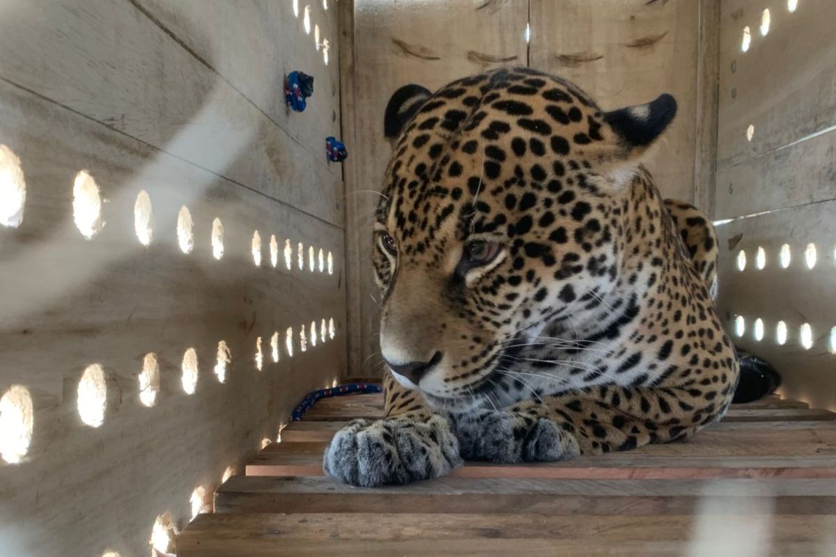 Depois de voo de 4h, onça-pintada Ruana chega a São Paulo
