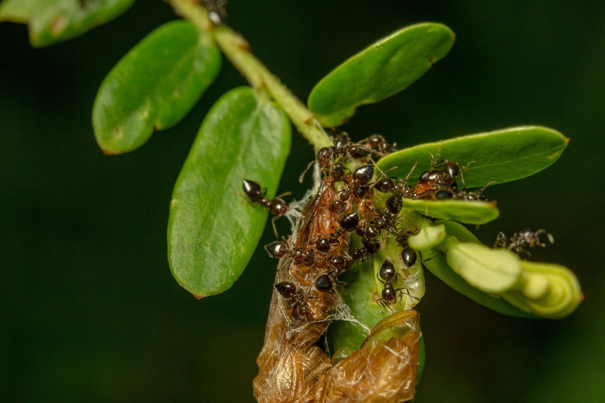 Adeus formigas no jardim! 10 soluções naturais que afastam os insetos