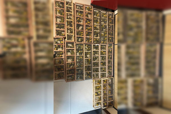 PF prende homem com 270 aves dentro de malas no Aeroporto de Brasília
