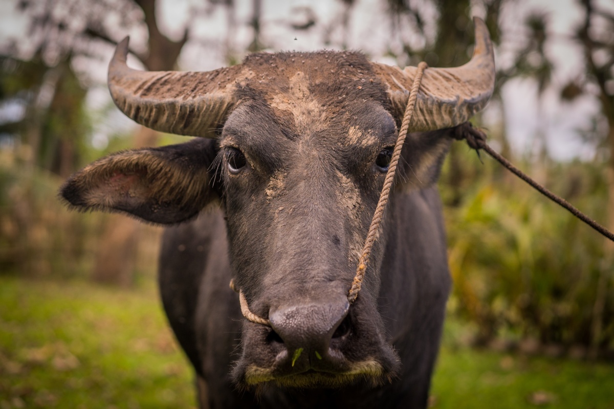 Homem mata o pai a golpes de porrete por causa de um boi na Bahia