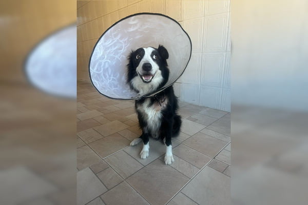Vídeo: pit-bull invade casa com crianças e ataca cachorro no DF