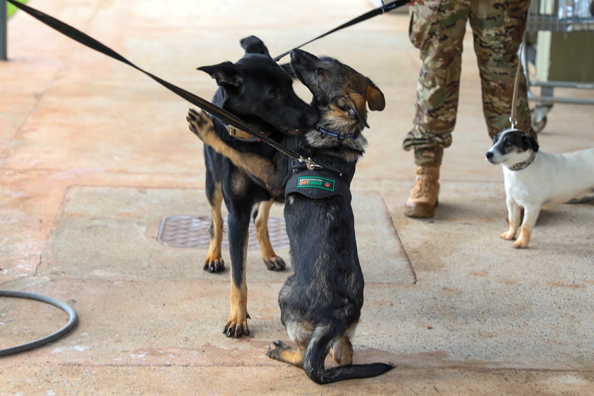Patrulha canina: Chase e Rocky reforçam BPCães na luta contra o crime