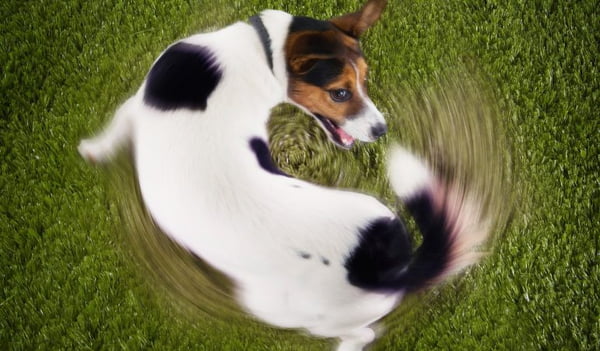 Saiba quais alimentos comuns são totalmente proibidos para cachorros