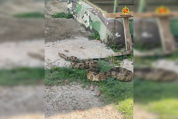 Asa Sul: cobra de 2,2 metros é achada em estacionamento de faculdade
