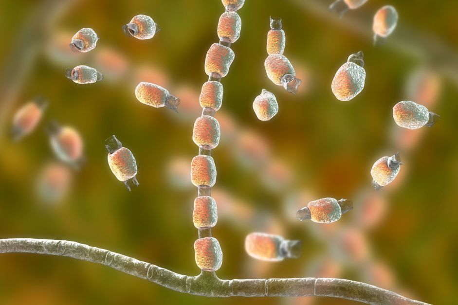 Infecções por superfungos preocupam especialistas e desafiam tratamentos