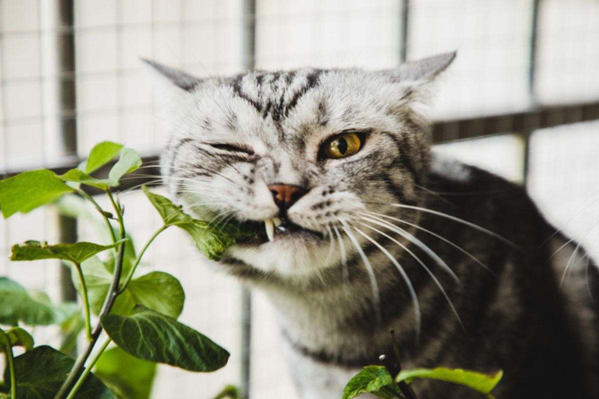 Ter estas plantas em casa pode matar o seu gato; descubra quais são