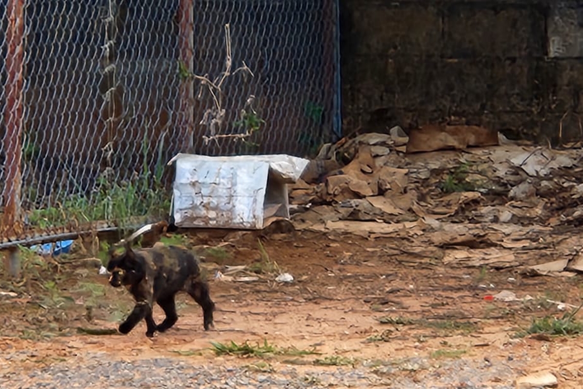 Oito gatos morrem em terreno, e comunidade suspeita de envenenamento