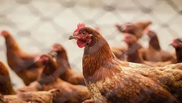 Gripe aviária em humanos: veja os sintomas e como é transmitida