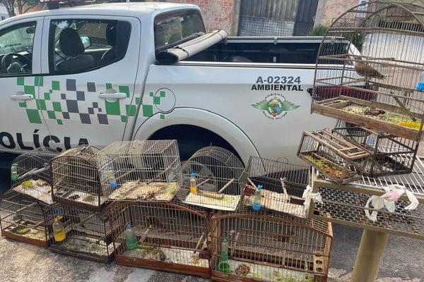 De sargento a sabiá: homem é multado por ter aves em cativeiro. Vídeo