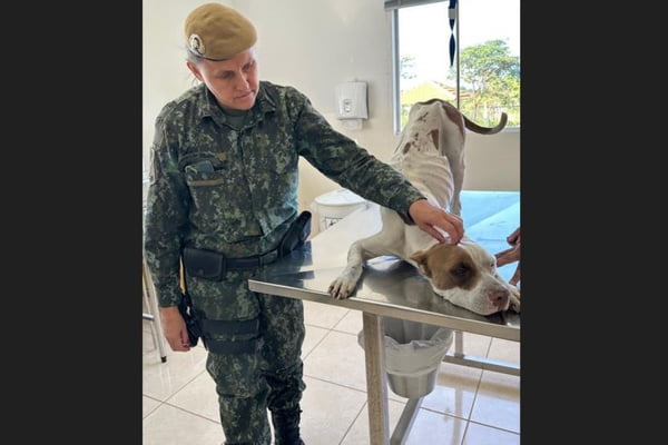 Pit-bull raquítica: mulher alega desemprego para não alimentar cadela