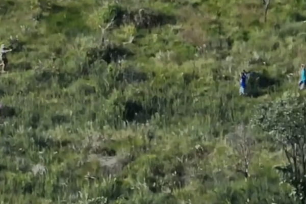 Drone do ICMBio flagra 50 mudas de maconha na Floresta Nacional