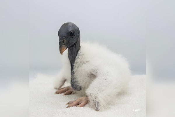 Zoológico usa fantoche de mão para alimentar filhote de urubu-rei raro