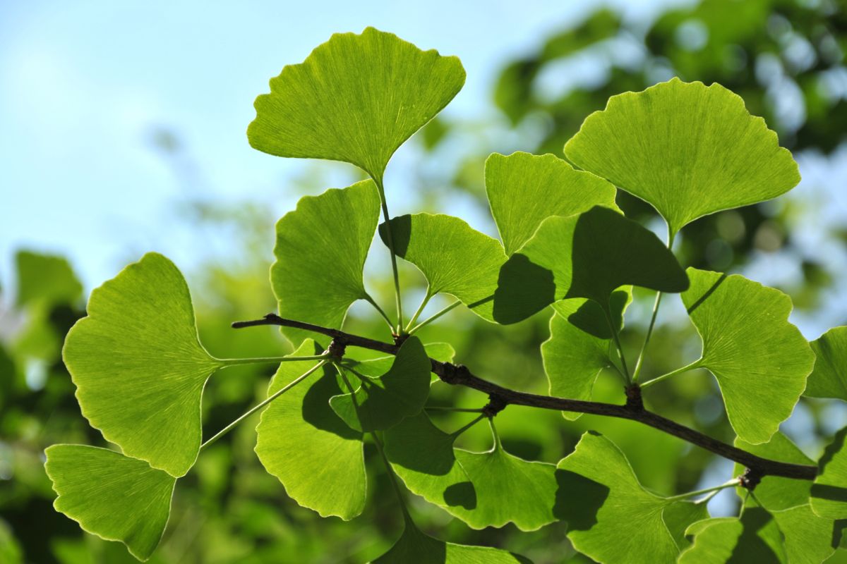 Conheça a planta que ajuda na longevidade e memória para ter no jardim