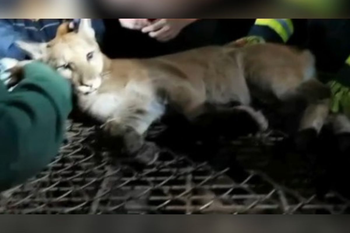 Rugido foi ouvido antes de onça parda ser resgatada em Vinhedo. Ouça