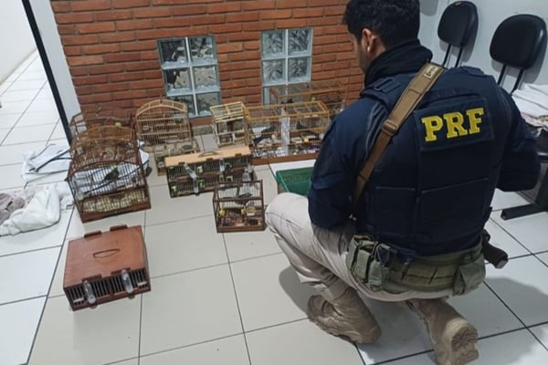 Dupla é presa em flagrante ao transportar ilegalmente aves silvestres