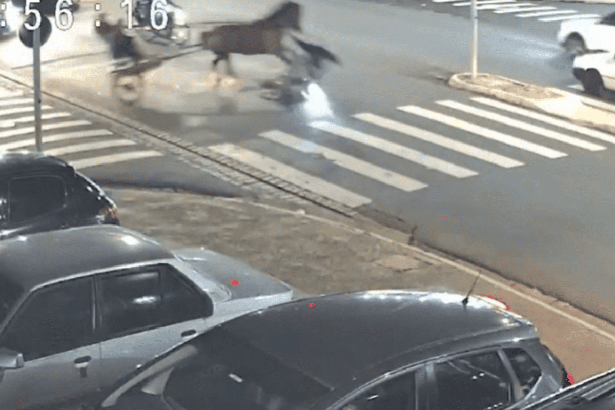 Vídeo: cavalo passa em farol vermelho e atropela motociclista em SP