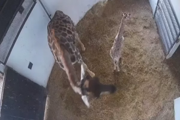 Veja nome escolhido pelo público para bebê girafa nascido no Zoo de SP