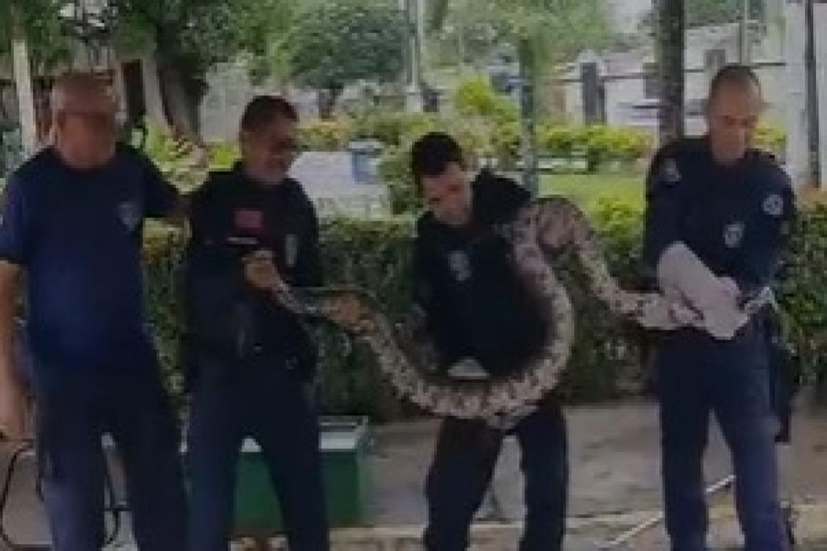 Vídeo: jiboia de 3 metros e 25 kg é resgatada pela guarda municipal
