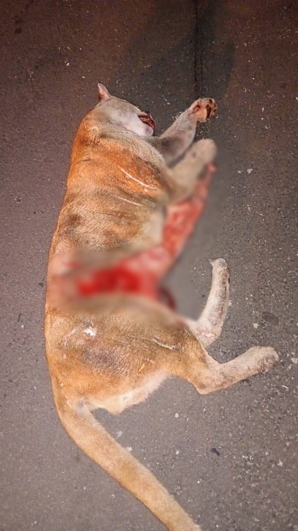 Onça morre ao ser atropelada em rodovia no interior de SP. Veja