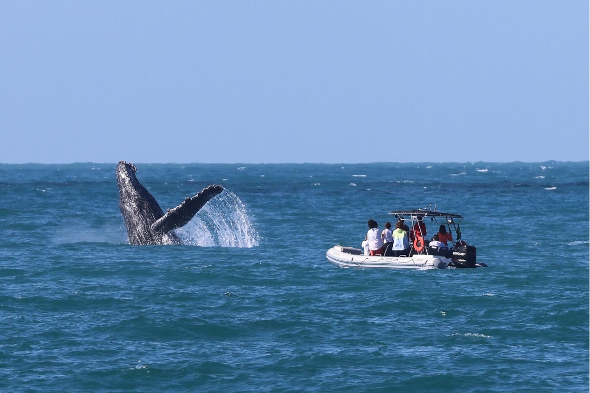 Saiba como avistar jubartes na temporada das baleias de Ilhabela