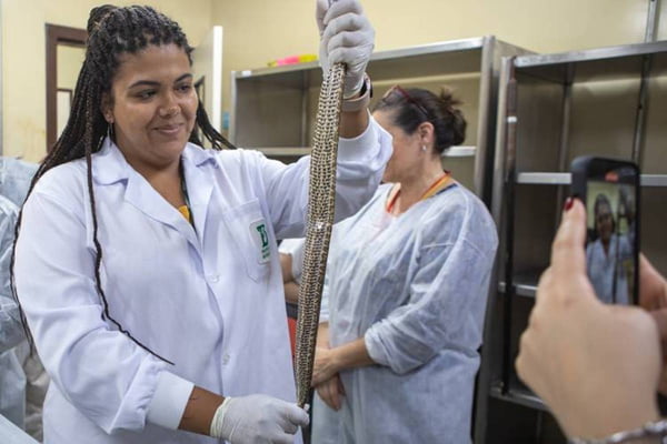 Serpentes têm pré-natal e licença maternidade. Entenda