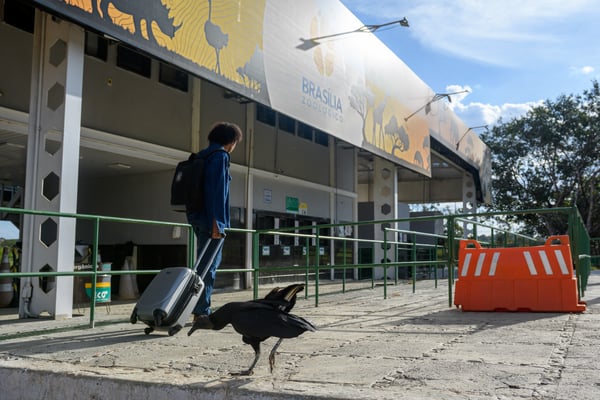 Gripe aviária: Saúde-DF monitora equipe do Zoo após contato com ave