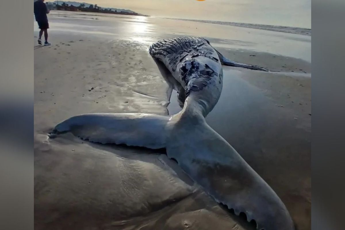 Baleia-jubarte de quase 8 metros é encontrada morta em praia. Veja