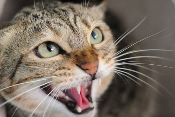 Gato estressado? Saiba como o cheiro de outros pets pode incomodá-los
