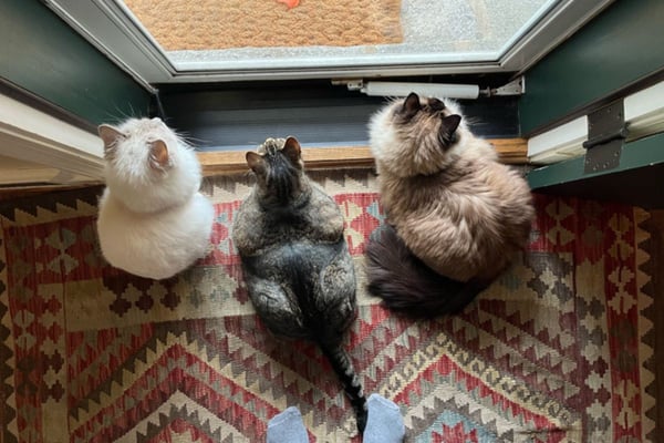 Além da ração: confira quais alimentos fazem bem à saúde dos gatos