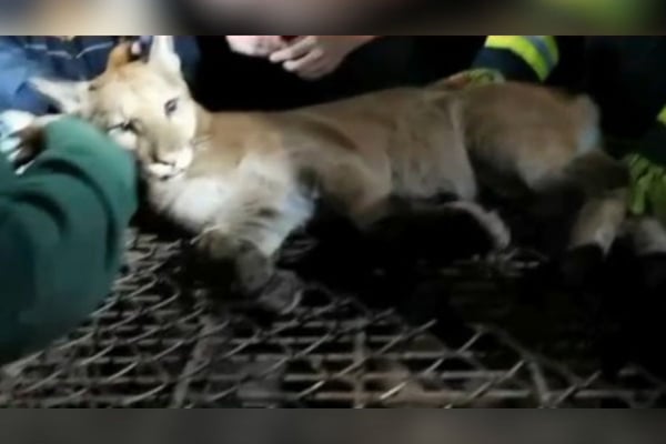 Onça parda é flagrada dormindo dentro de lava-rápido no interior de SP