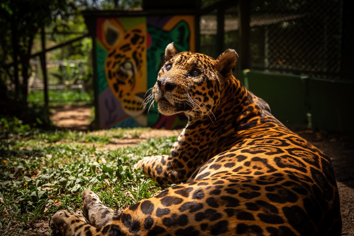 Onça mais velha do mundo em cativeiro morre em ONG no Entorno do DF