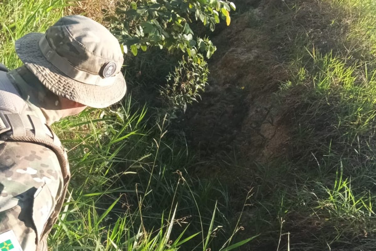 Nova movimentação de onças assusta moradores do Lago Norte. Veja vídeo