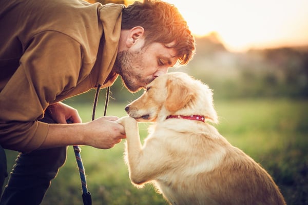 Como os cães enxergam as cores? Descubra como seu pet vê o mundo