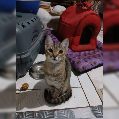 Veneno, ritual e mutilação: violência contra gatos cresce 200% no DF