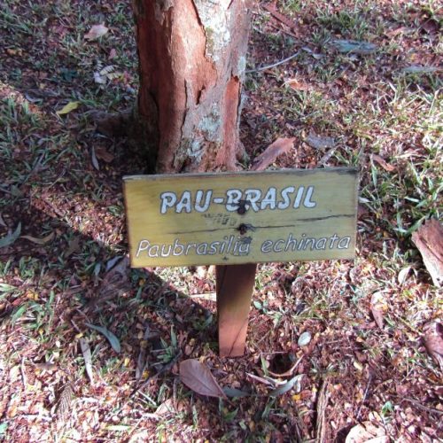 Conheça o Pau-Brasil, a árvore “vermelha” que é a cara do país