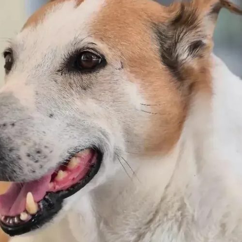 Conheça a rotina de Silveira, o cão que virou pró-reitor da UFSM