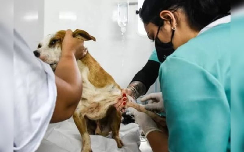 Região do DF terá mutirão de castração gratuita de animais. Confira