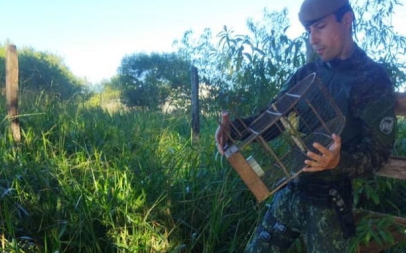 Homem é autuado por manter canários e sabiá-poca em cativeiro em SP