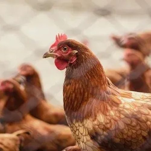 Como a gripe aviária pode cair nos vestibulares 2026?