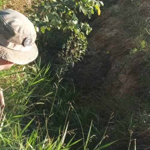 Nova movimentação de onças assusta moradores do Lago Norte. Veja vídeo